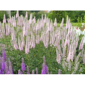 Veronika dlholistá (Veronica longifolia) ´FIRST CHOICE´ kont. P9